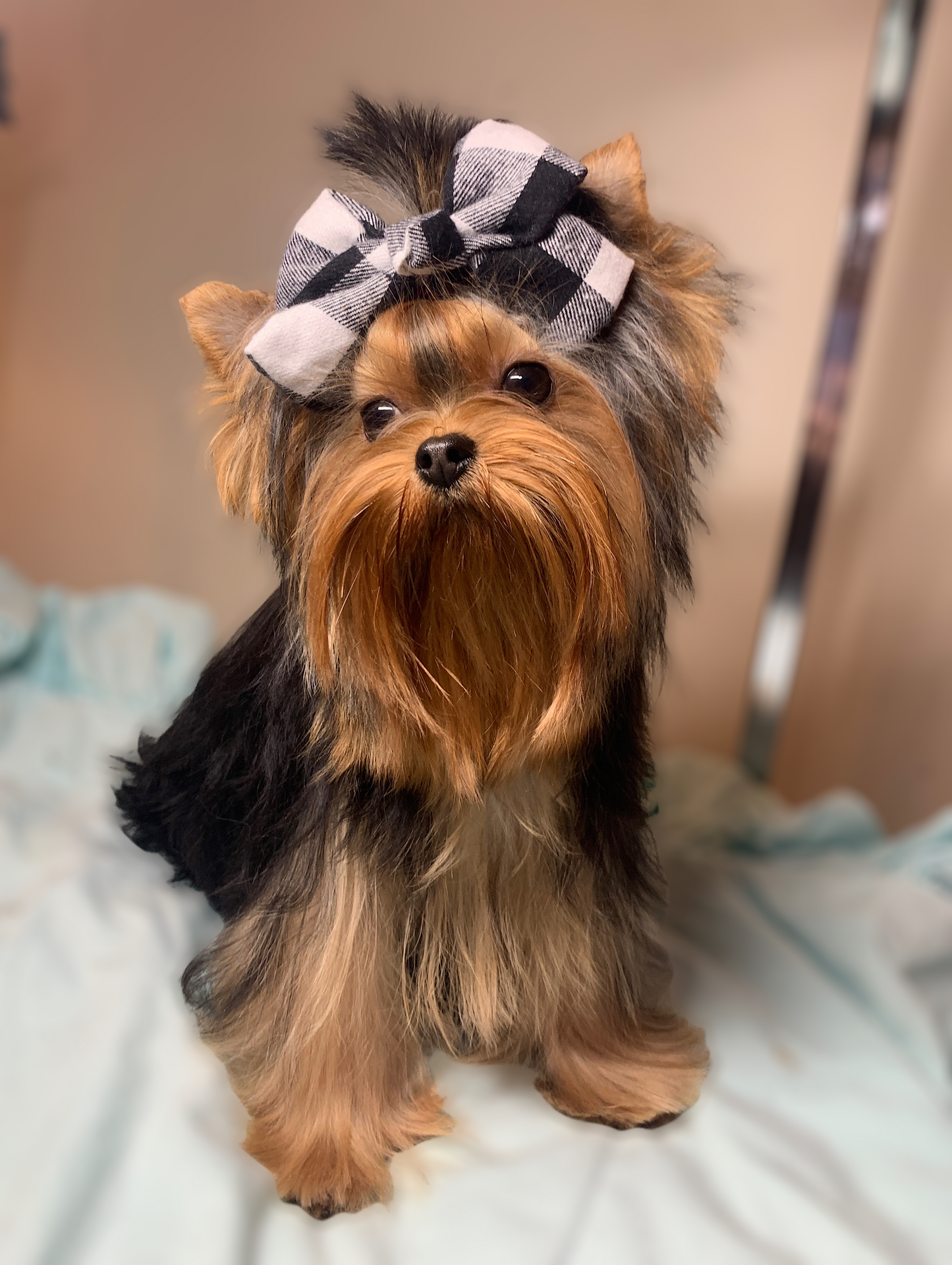 Cotton Plaid Puppy Bow