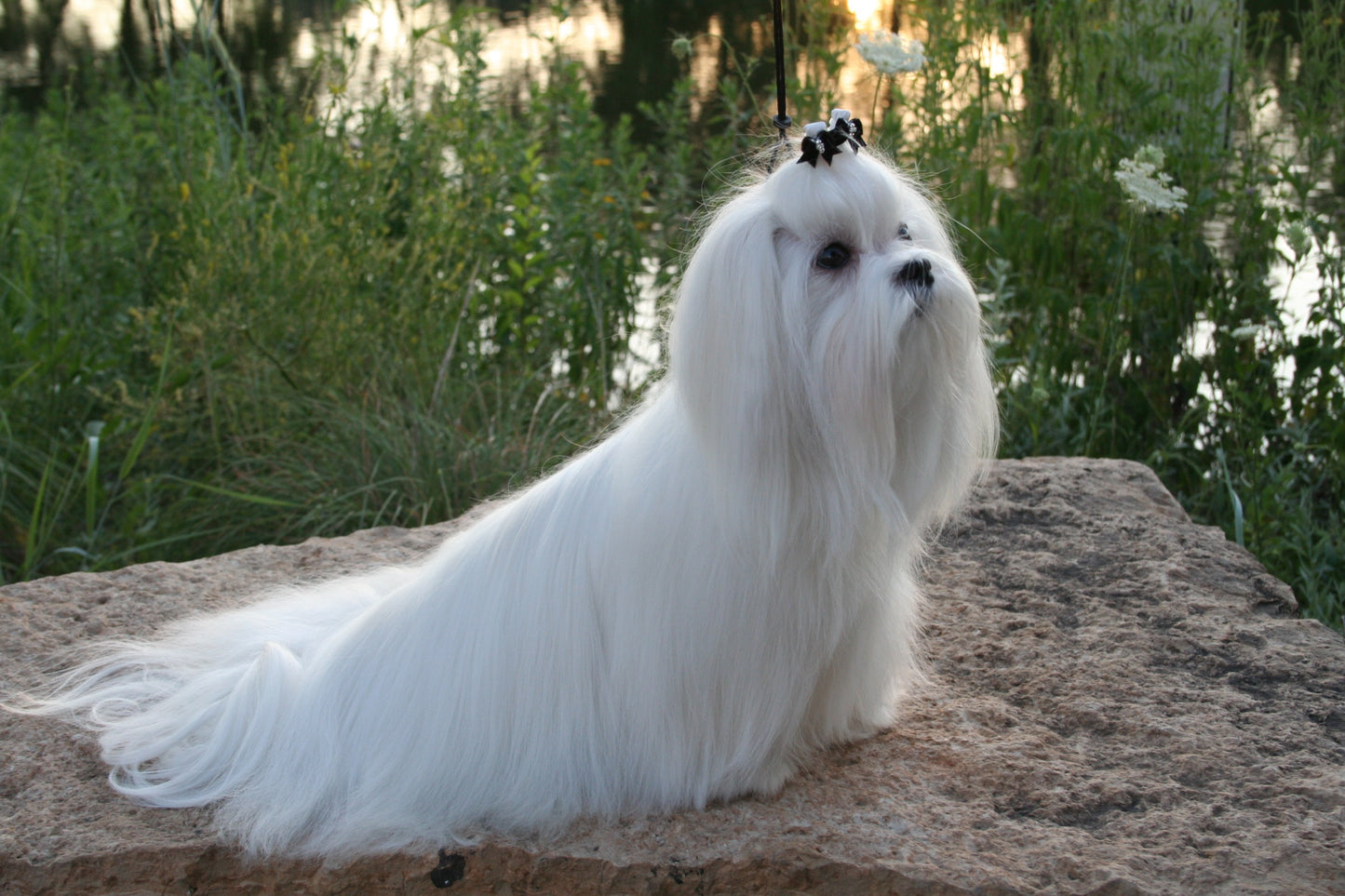 White dog with a bow on its head sitting on a rock by a body of water.
