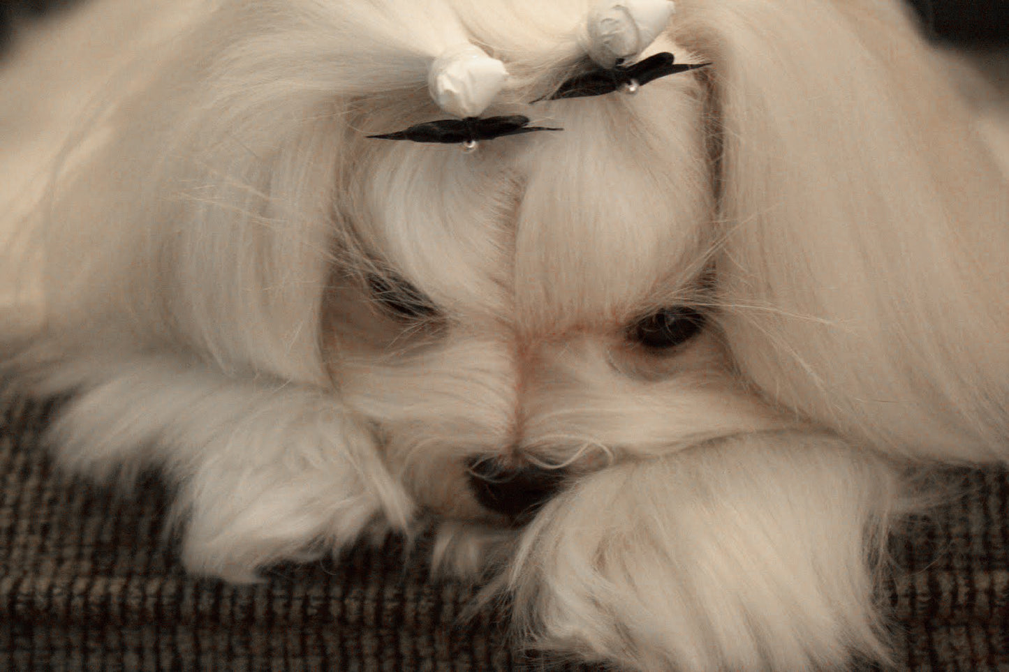 Top Knot Paper Wrappers