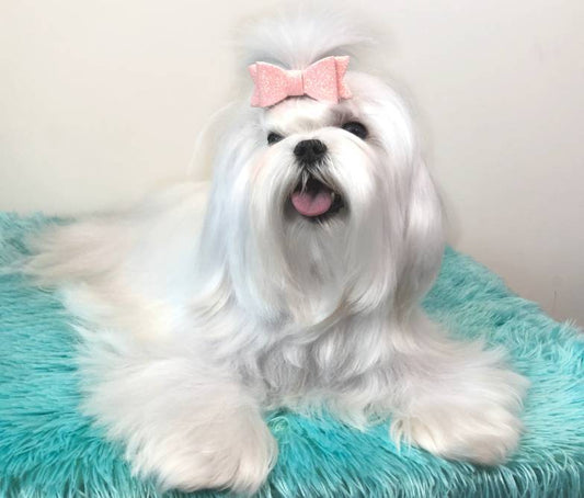 2" Glitter Dog Bow Mini Spring Collection