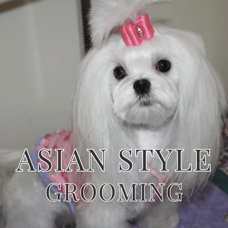 Asian Style Dog Grooming