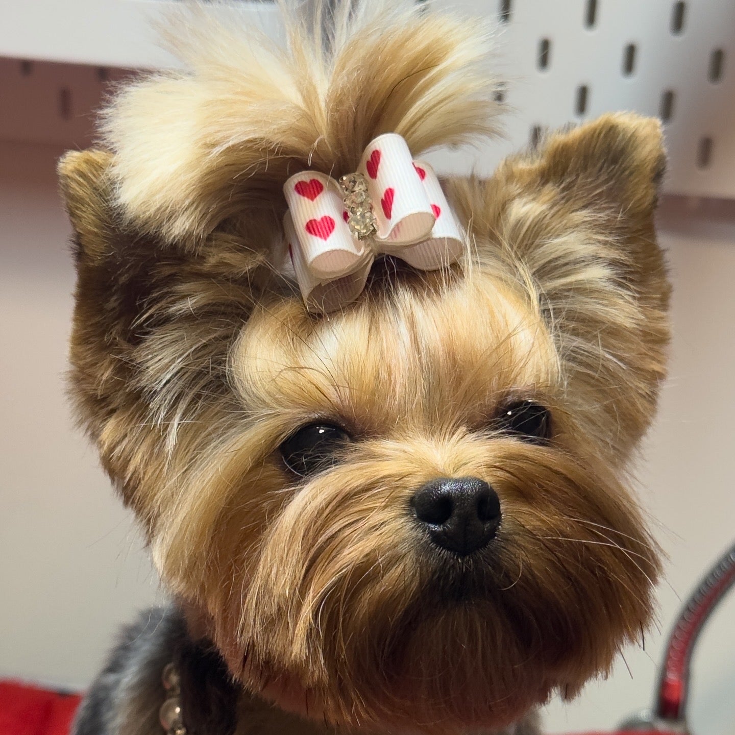 7/8" Hearts Dog Bow with Barrette