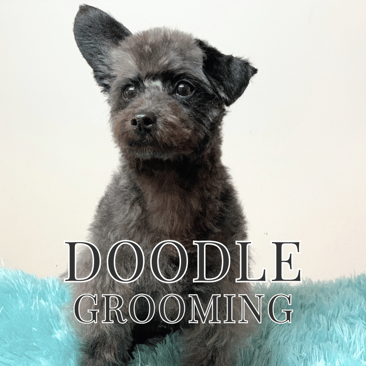 Doodle Dog Grooming Course