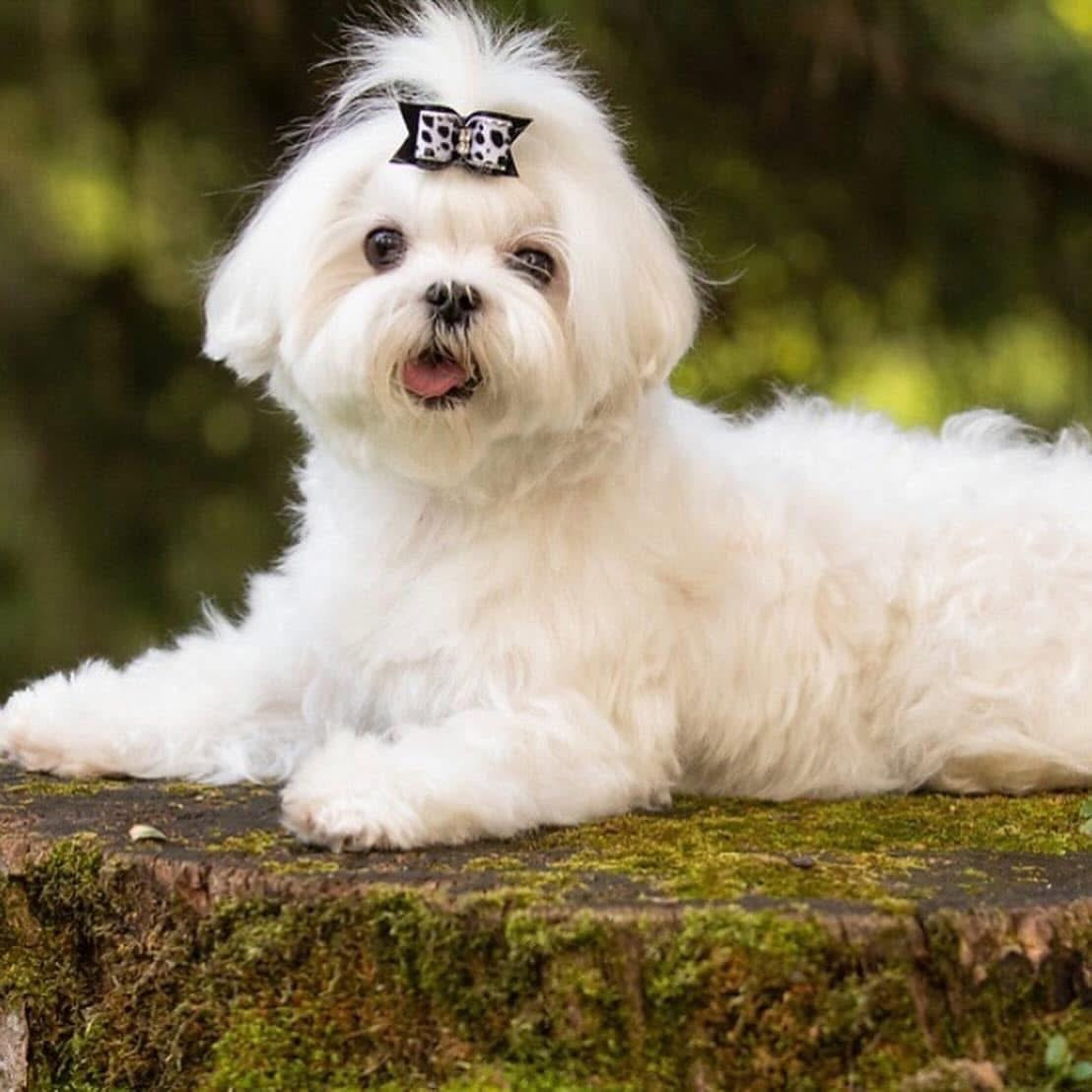 Maltese Dog Grooming