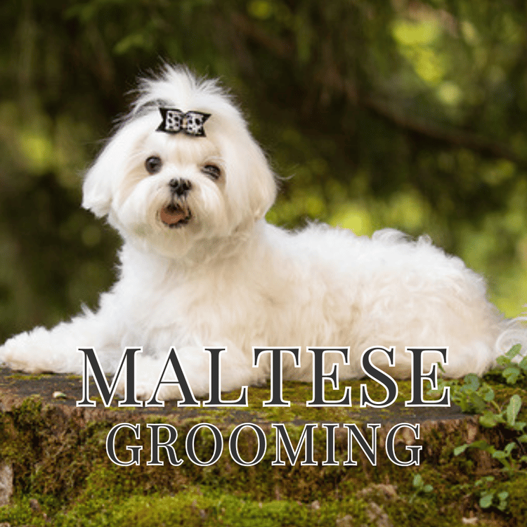 Maltese Dog Grooming