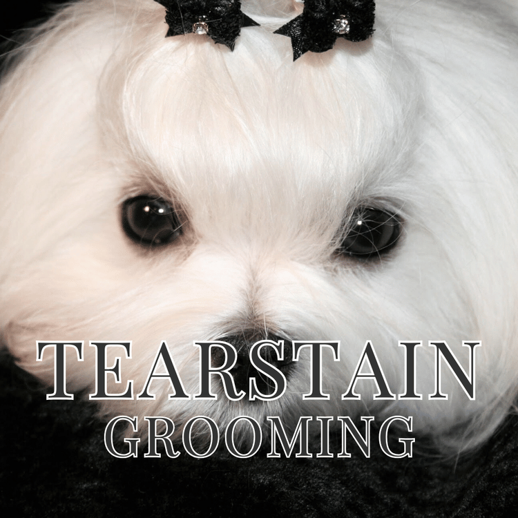 Tearstain Dog Grooming Course
