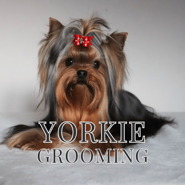 Yorkie Dog Grooming Course
