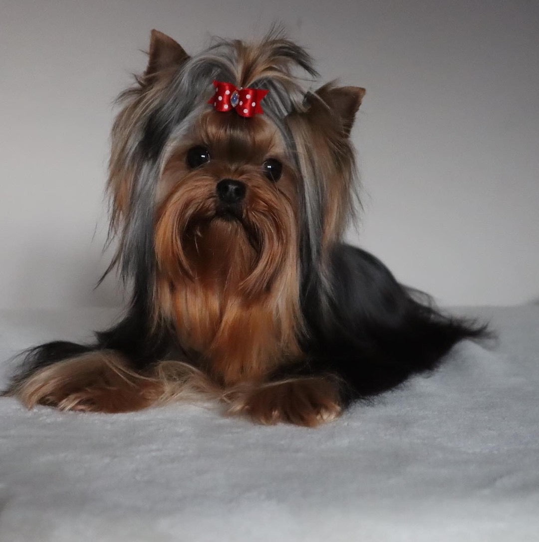 Yorkie Dog Grooming Products